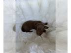 Dachshund PUPPY FOR SALE ADN-845894 - Jack