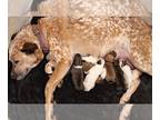 Australian Cattle Dog-Chinese Shar-Pei Mix PUPPY FOR SALE ADN-845837 - Litter of