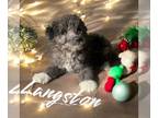 Bichpoo PUPPY FOR SALE ADN-845890 - Langston