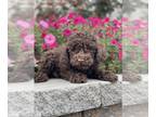 Cavapoo PUPPY FOR SALE ADN-845889 - Ernie