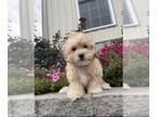 Poo-Ton PUPPY FOR SALE ADN-845887 - Clara