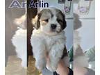 Zuchon PUPPY FOR SALE ADN-845886 - Shichons born Sept 21 Call [phone removed]