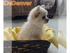 Pomeranian-Poodle (Toy) Mix PUPPY FOR SALE ADN-845885 - Pomapoo puppy males call