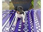Rat Terrier PUPPY FOR SALE ADN-845883 - Rat Terrier For Sale Tampico IL
