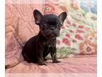 French Bulldog PUPPY FOR SALE ADN-845878 - Peanut