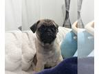 Pug PUPPY FOR SALE ADN-845877 - Adorable Pug puppy