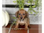 Dachshund PUPPY FOR SALE ADN-845876 - ACA Mini Dachshund