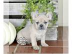 French Bulldog PUPPY FOR SALE ADN-845875 - AKC French Bulldog