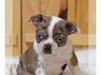 Boston Terrier PUPPY FOR SALE ADN-845872 - ACA Boston Terrier