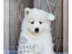 Samoyed PUPPY FOR SALE ADN-845870 - AKC Samoyed