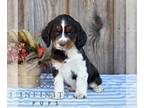 English Springer Spaniel PUPPY FOR SALE ADN-845865 - ACA English Springer