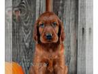 Irish Setter PUPPY FOR SALE ADN-845864 - AKC Irish Setter