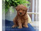 Poodle (Miniature) PUPPY FOR SALE ADN-845861 - Mini Poodle