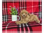 Cavapoo PUPPY FOR SALE ADN-845856 - Joe
