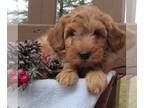 Goldendoodle (Miniature) PUPPY FOR SALE ADN-845854 - Mini Goldendoodle