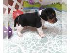 Beagle PUPPY FOR SALE ADN-845853 - Trent Tri Color Beagle Boy