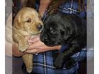 Labrador Retriever PUPPY FOR SALE ADN-845851 - AKC lab puppies ready for