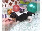 Dachshund PUPPY FOR SALE ADN-845850 - Paden Black Pie Mini Dachshund Boy