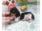 Dachshund PUPPY FOR SALE ADN-845849 - Patch Black Pie Mini Dachshund Boy