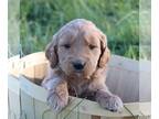 Goldendoodle PUPPY FOR SALE ADN-845846 - f1 Standard Goldendoodle