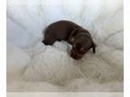 Dachshund PUPPY FOR SALE ADN-845840 - Sally