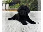 Labradoodle PUPPY FOR SALE ADN-845828 - Labradoodle Puppy