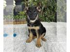German Shepherd Dog PUPPY FOR SALE ADN-845826 - German Shepherd Puppy