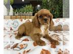 Cavalier King Charles Spaniel PUPPY FOR SALE ADN-845825 - Cavalier Puppy