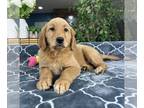 Golden Retriever PUPPY FOR SALE ADN-845824 - Golden Retriever Puppy