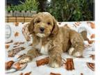 Cock-A-Poo PUPPY FOR SALE ADN-845822 - Cockapoo Puppy