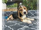 Beagle PUPPY FOR SALE ADN-845821 - Beagle Puppy