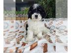 Miniature Bernedoodle PUPPY FOR SALE ADN-845820 - Mini Bernedoodle Puppy