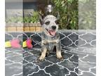 Australian Cattle Dog PUPPY FOR SALE ADN-845816 - Blue Heeler Puppy