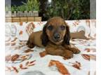 Dachshund PUPPY FOR SALE ADN-845815 - Dachshund Puppy
