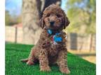 Goldendoodle PUPPY FOR SALE ADN-845812 - Mini Simon
