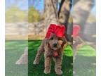 Goldendoodle (Miniature) PUPPY FOR SALE ADN-845811 - Pebbles