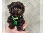 Poodle (Toy) PUPPY FOR SALE ADN-845807 - Karter