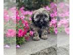 ShihPoo PUPPY FOR SALE ADN-845796 - Sue