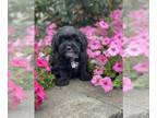 ShihPoo PUPPY FOR SALE ADN-845795 - Sparky