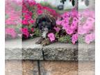 ShihPoo PUPPY FOR SALE ADN-845793 - Spencer