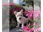West Highland White Terrier PUPPY FOR SALE ADN-845792 - Wendy