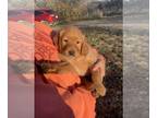 Golden Retriever PUPPY FOR SALE ADN-845776 - Golden Retriever Puppies