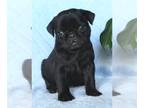 Pug PUPPY FOR SALE ADN-845774 - Bugs