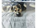 Alaskan Malamute-American Pit Bull Terrier Mix DOG FOR ADOPTION ADN-845779 -