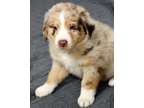 esdsrsgfsatsaytytyt autralian shepherd puppiies for all