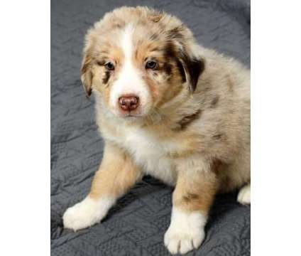 esdsrsgfsatsaytytyt autralian shepherd puppiies for all is a Female in Sacramento CA