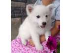 ysytdtdtdsyydyeytesteytesz American Eskimo babies for all