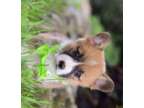 dhudyu]dyu]dsudsytdsyesytdsyt corgi puppies