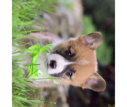 dhudyu]dyu]dsudsytdsyesytdsyt corgi puppies is a Corgi in Affton MO