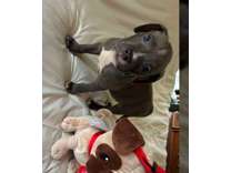 yu]dsyu]dsyyreyesytdtxdtyesyestes American Bully puppies